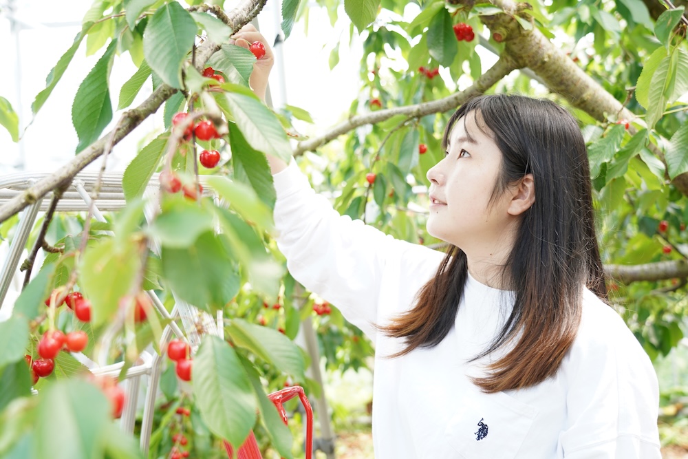 さくらんぼ狩り