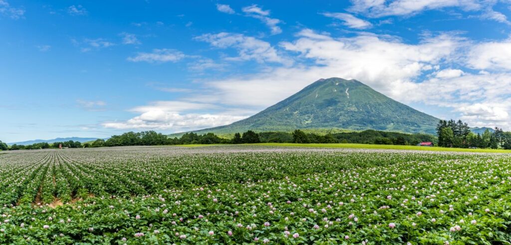 ニセコ地区のシンボルである羊蹄山
