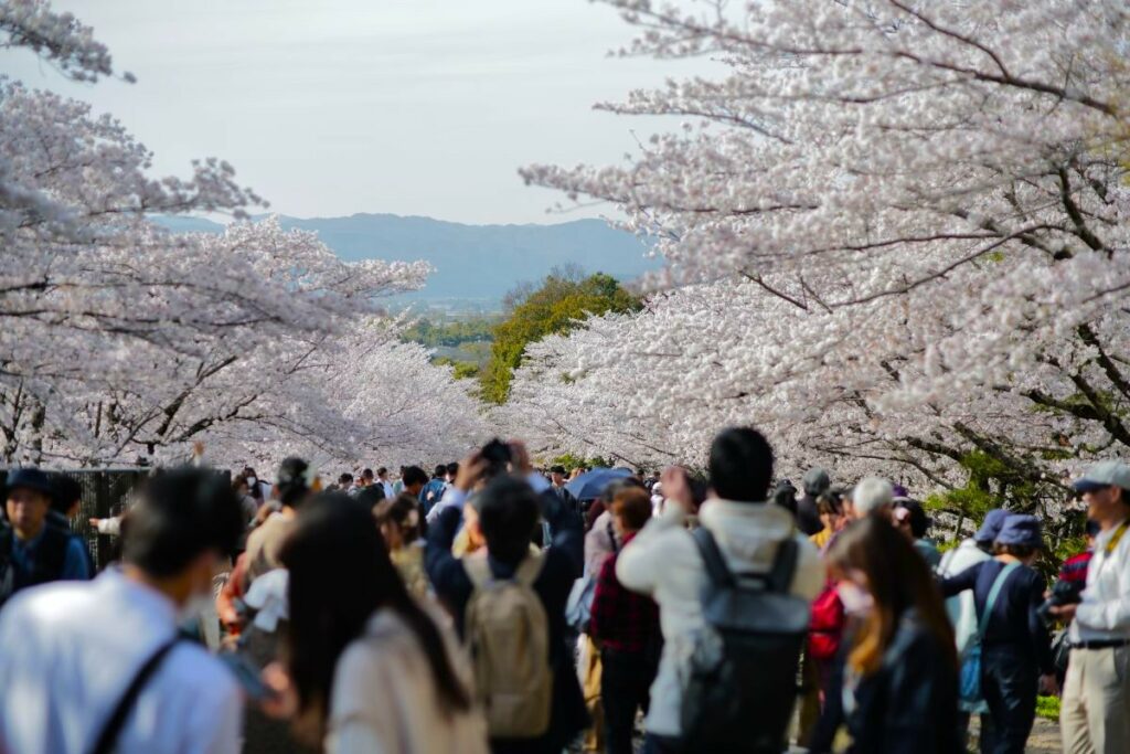 京都で桜のスポットとして有名な蹴上クランクイン（筆者撮影）
